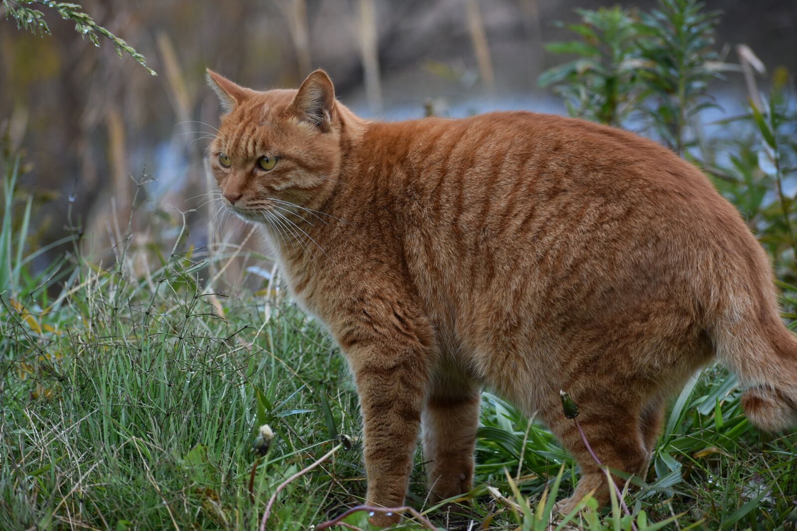 Nikon D7200 sample photo. Animal, walk, promenade photography