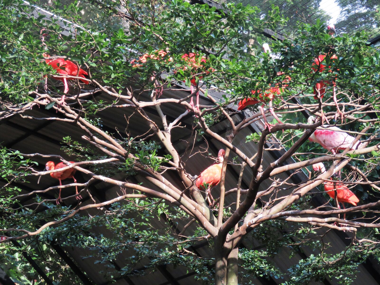 Canon PowerShot SX60 HS sample photo