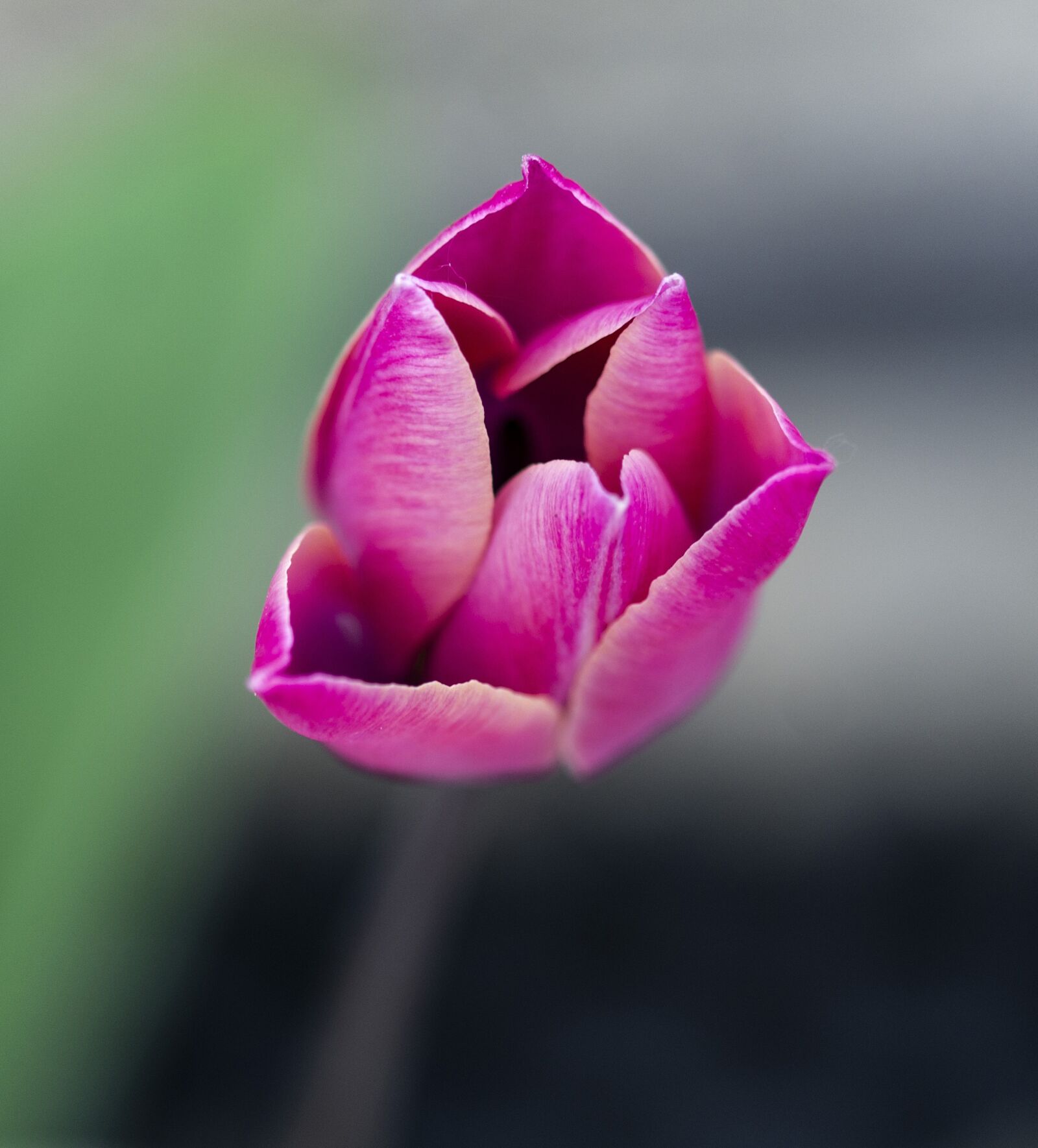 Nikon D7000 sample photo. Tulip, flower, nature photography