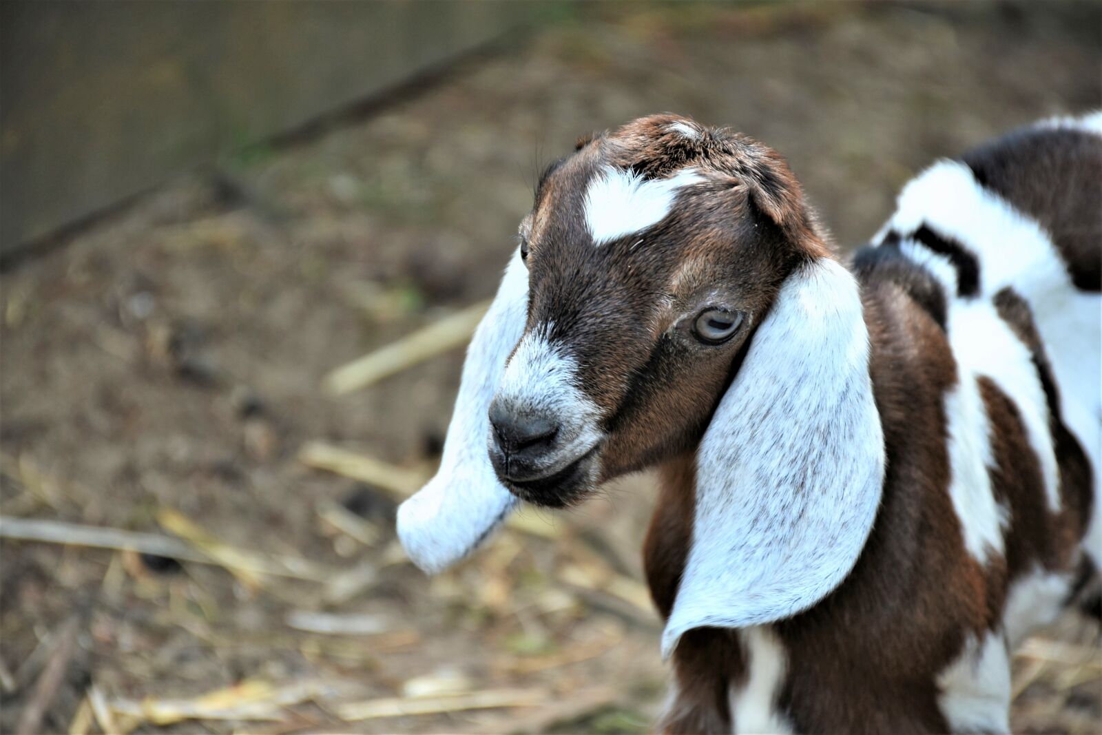 Nikon D7200 sample photo. Goat, boer goat, lamb photography