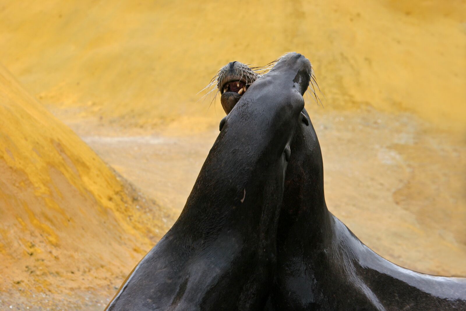 Canon EOS 20D sample photo. Crawl, animals, beach photography