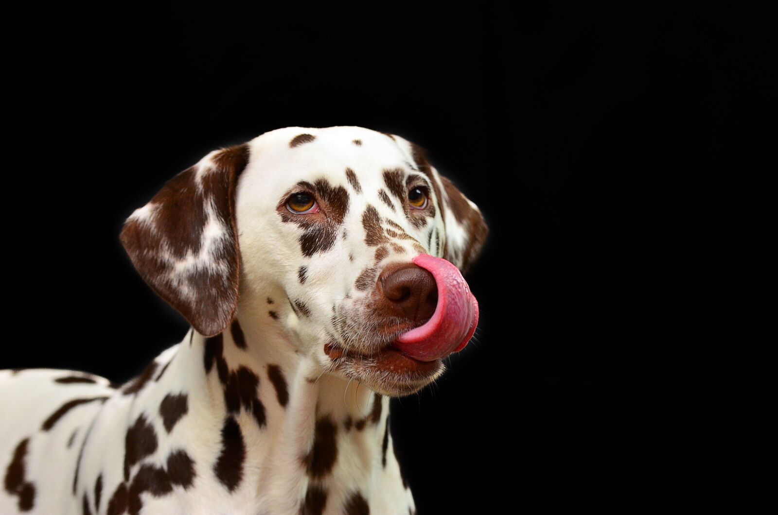 Nikon D5100 sample photo. Dalmatian, dog, animal photography