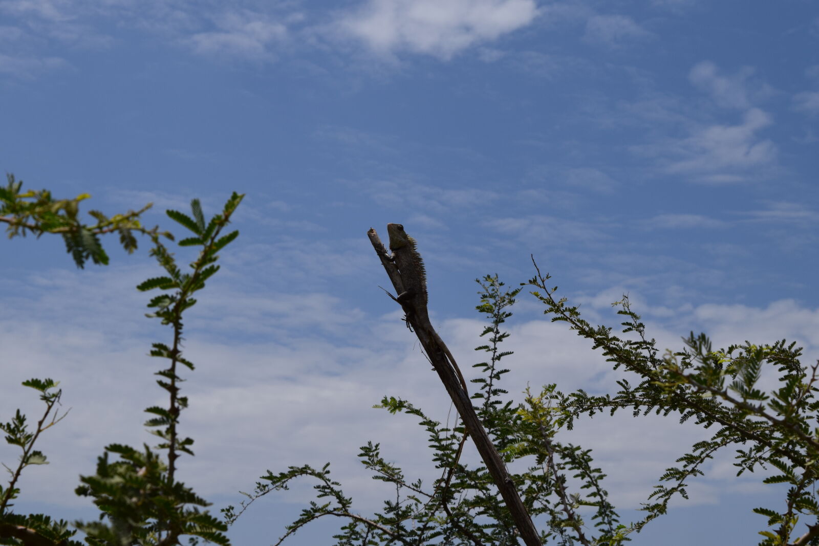 Nikon D3300 sample photo. India, reptile, wildlife photography