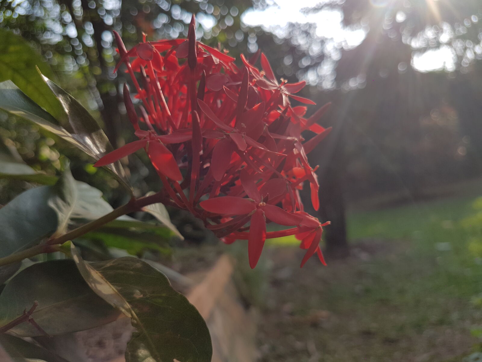 Samsung Galaxy S7 Edge sample photo. Red, flowers, twilight photography