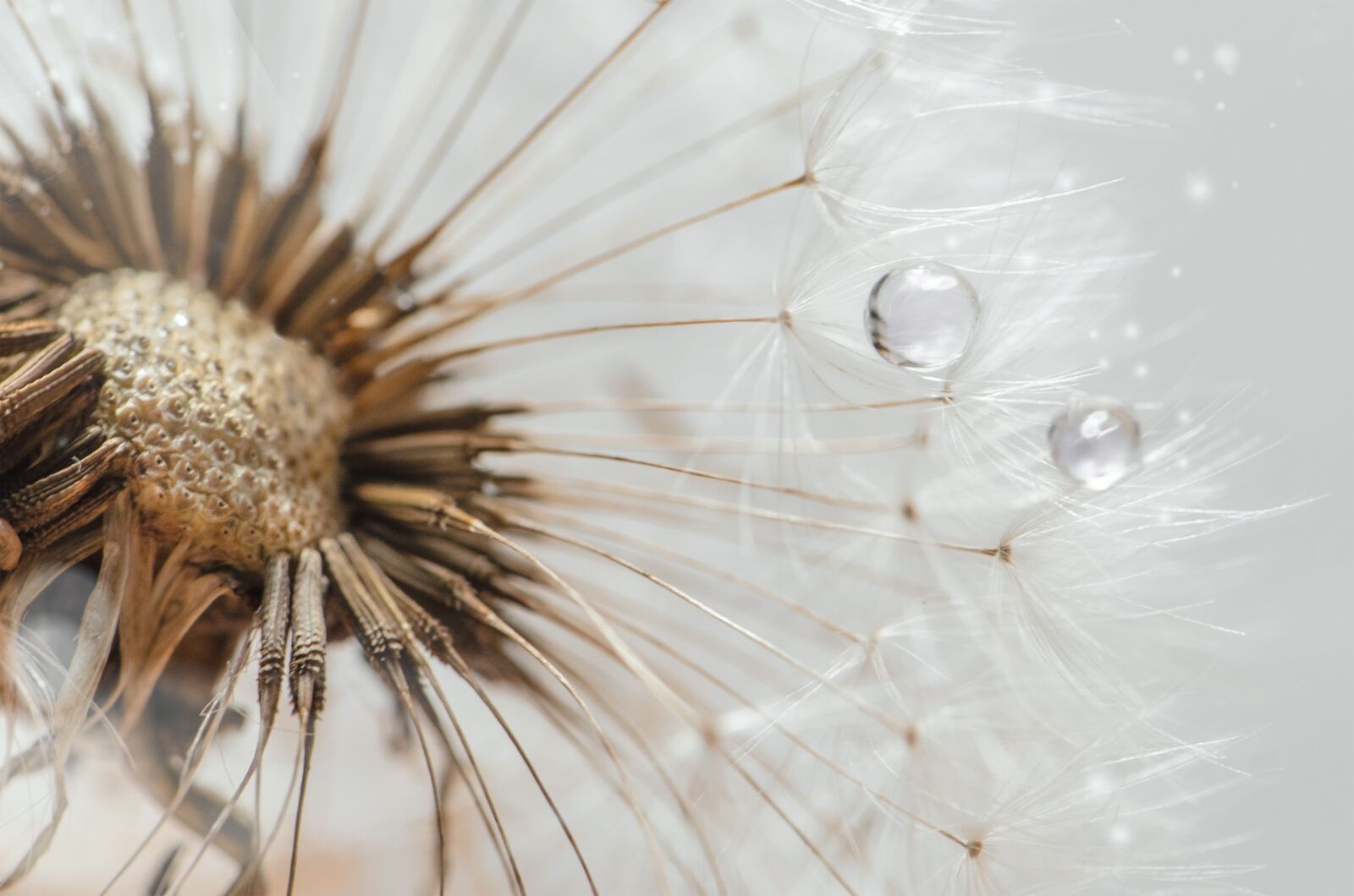 Nikon D5100 sample photo. Dandelion, seed, closeup photography