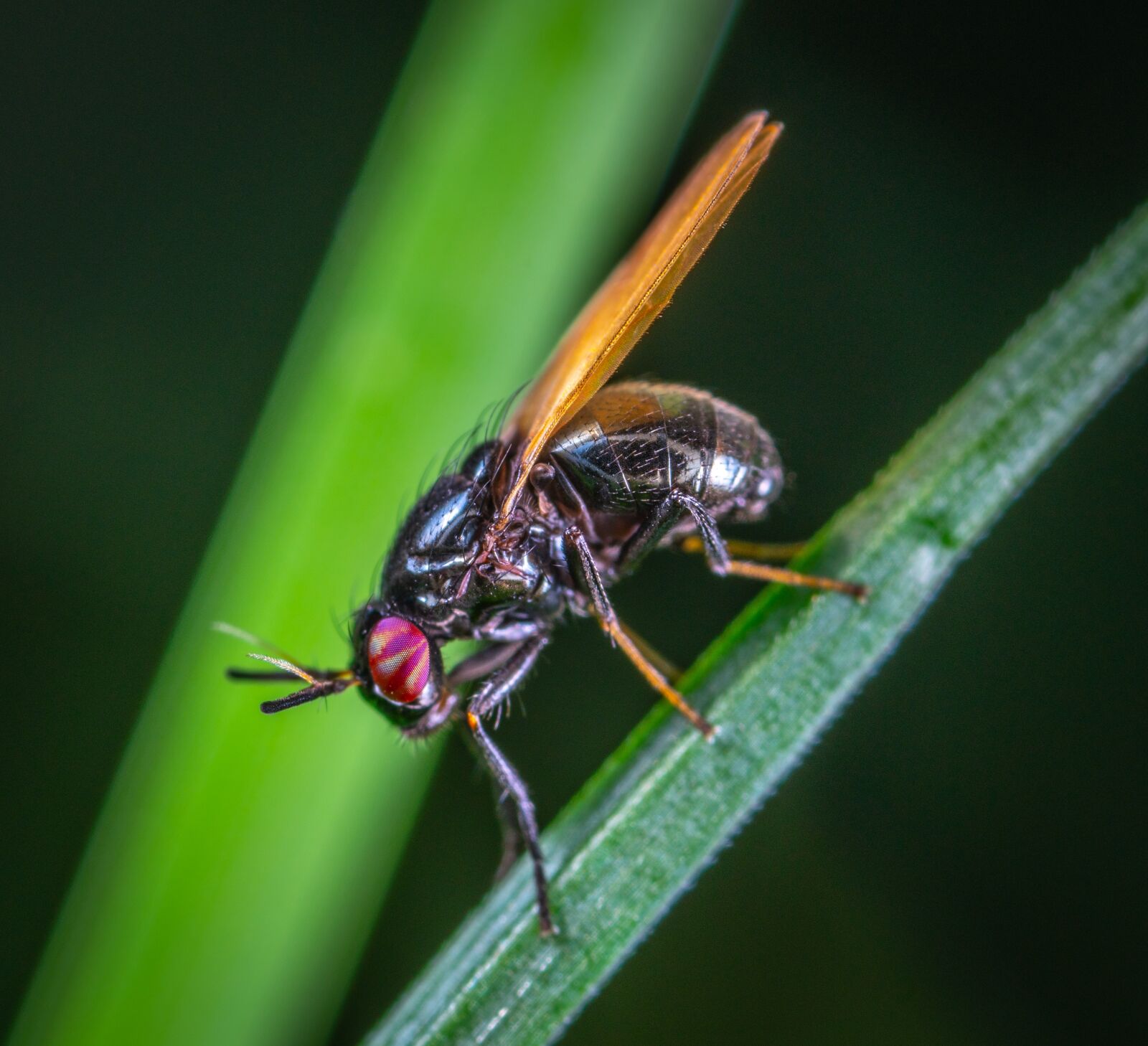 Sony a7R II sample photo. Macro, insect, bespozvonochnoe photography