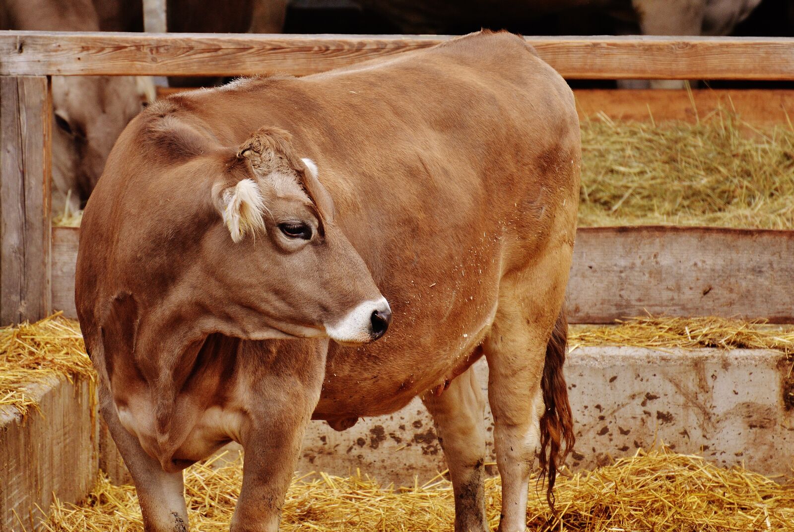 Nikon D3200 sample photo. Cow, cattle, farm photography