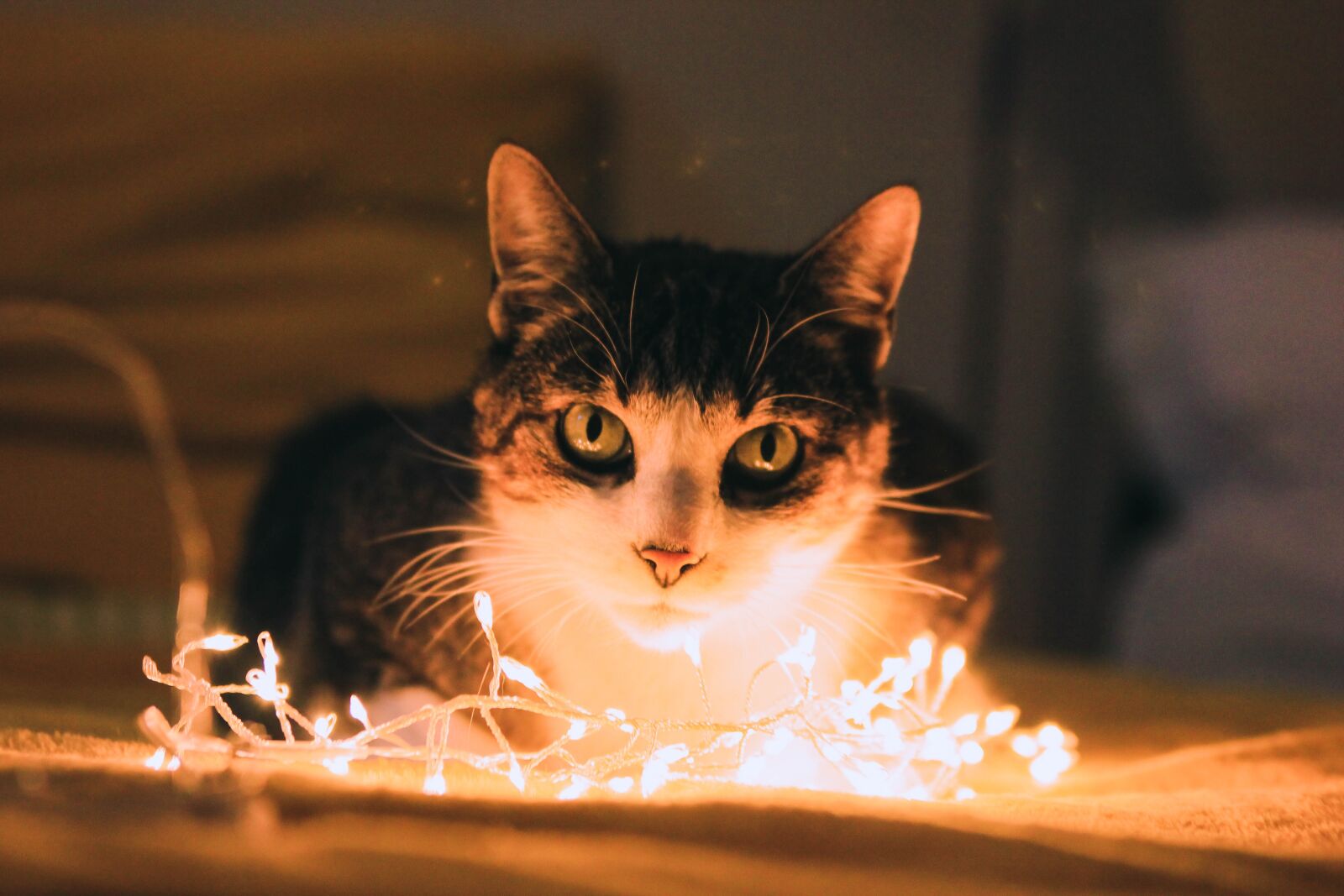 Canon EOS 550D (EOS Rebel T2i / EOS Kiss X4) sample photo. Animals, light, cat photography