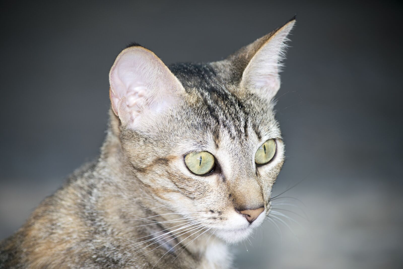 Nikon D3300 sample photo. Nice, animalia, portrait photography