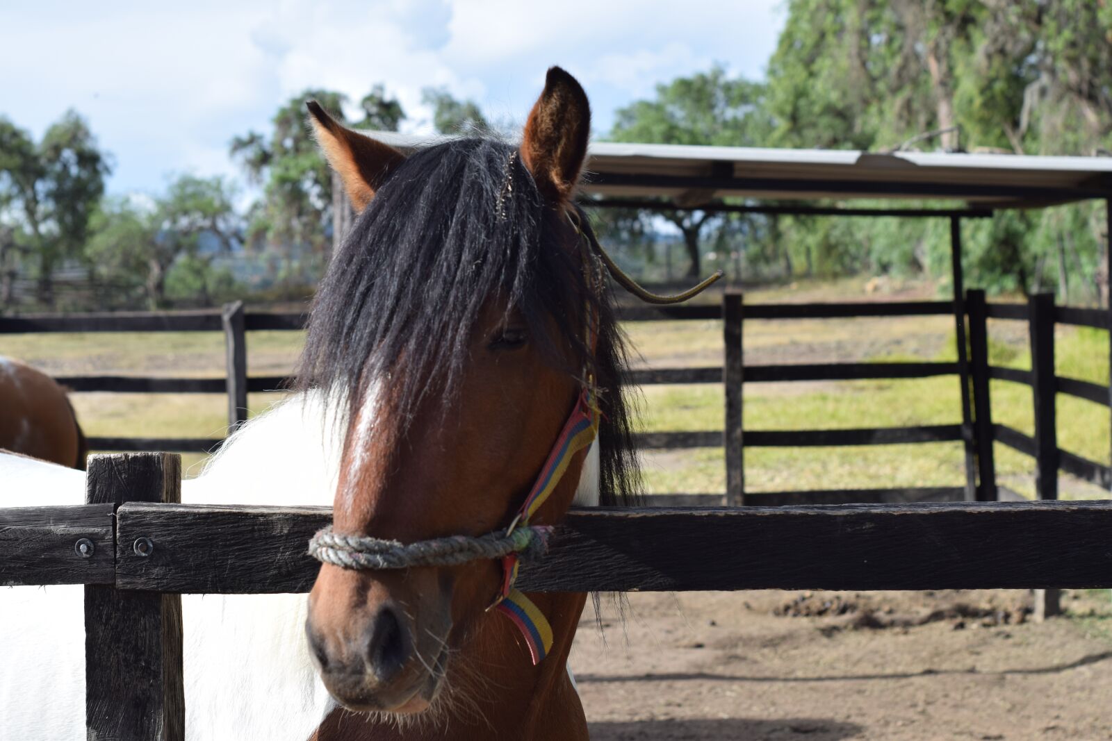 Nikon D5300 sample photo. Horse, domestic, pets photography