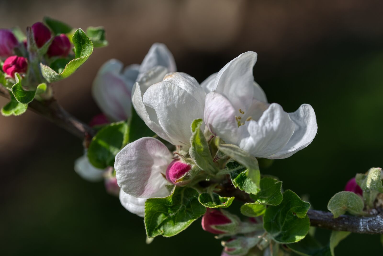 Nikon D750 sample photo. Apple blossom, apple tree photography