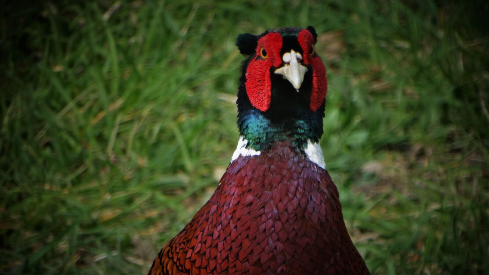 Sony Cyber-shot DSC-HX300 sample photo. Pheasant, bird, animal photography