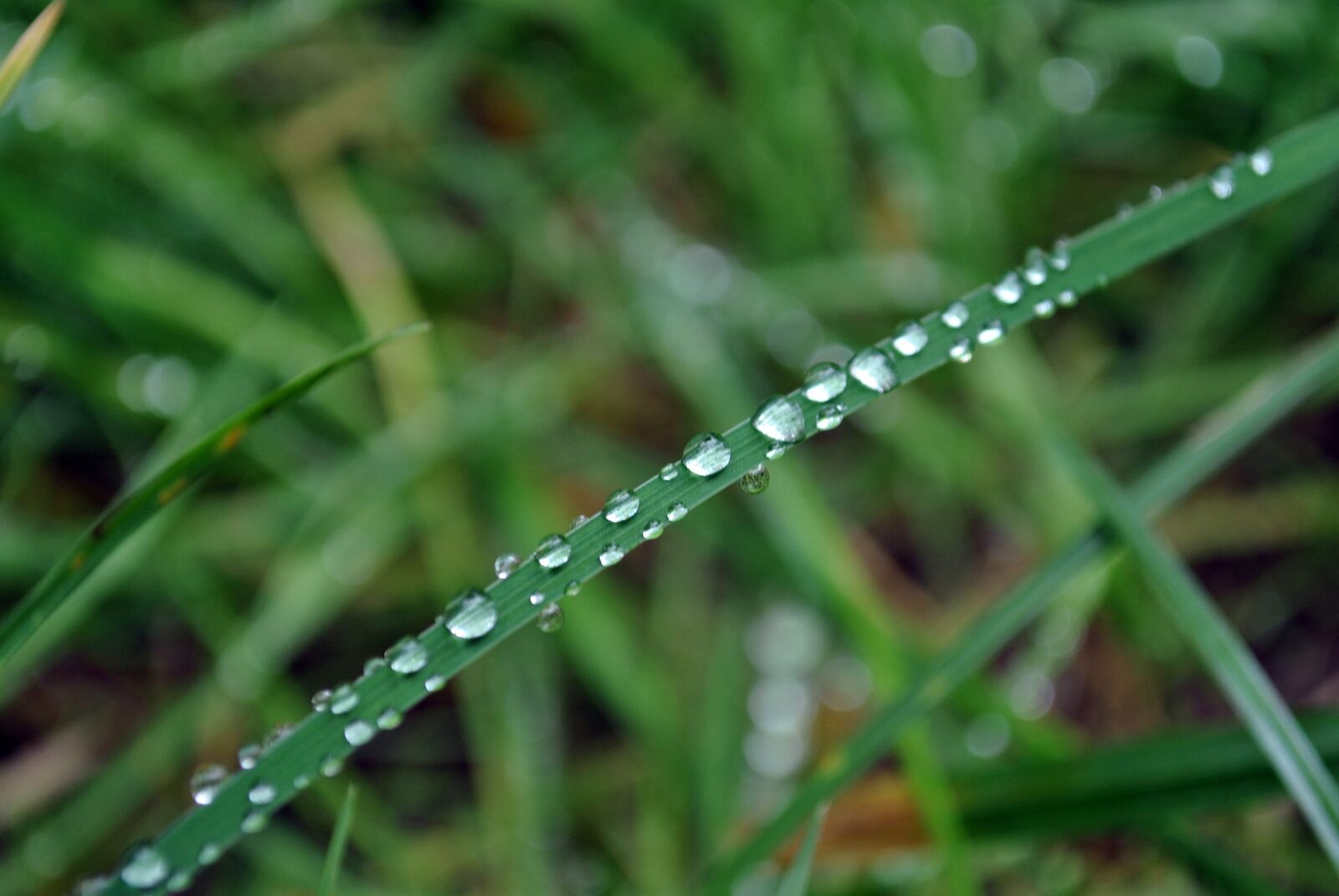 Nikon D3000 sample photo. Dew, drop of water photography