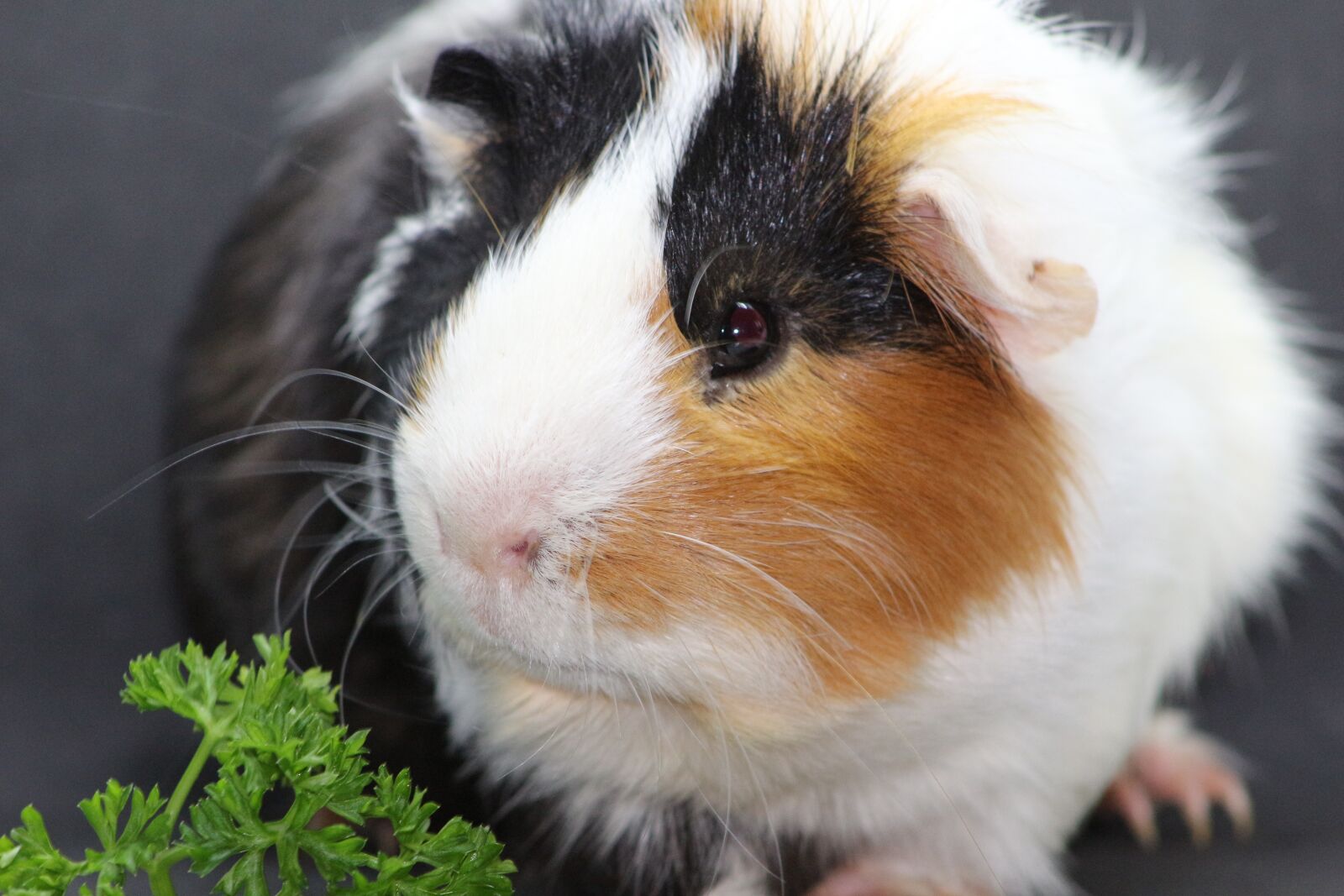 Canon EF75-300mm f/4-5.6 sample photo. Sea ​​pig, sweet, animal photography