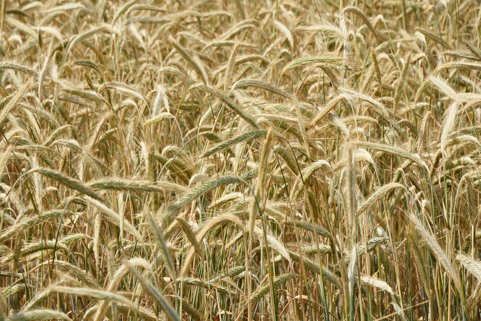 Nikon D5100 sample photo. Spike, cereals, cornfield photography