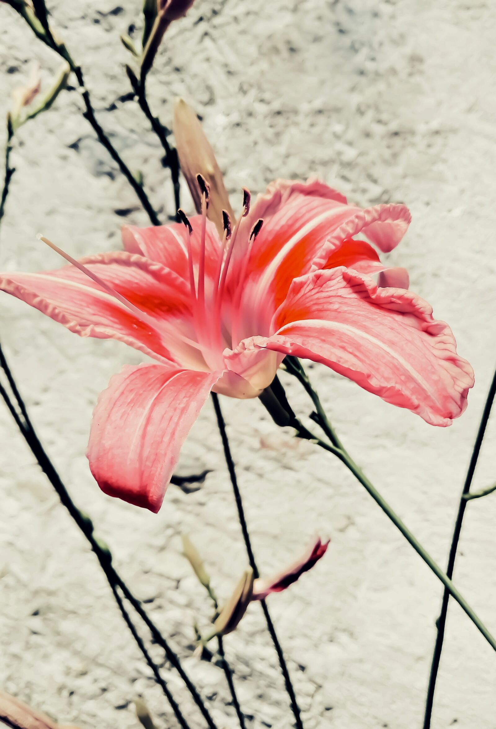 HUAWEI GR3 2017 sample photo. Lily, flower, nature photography
