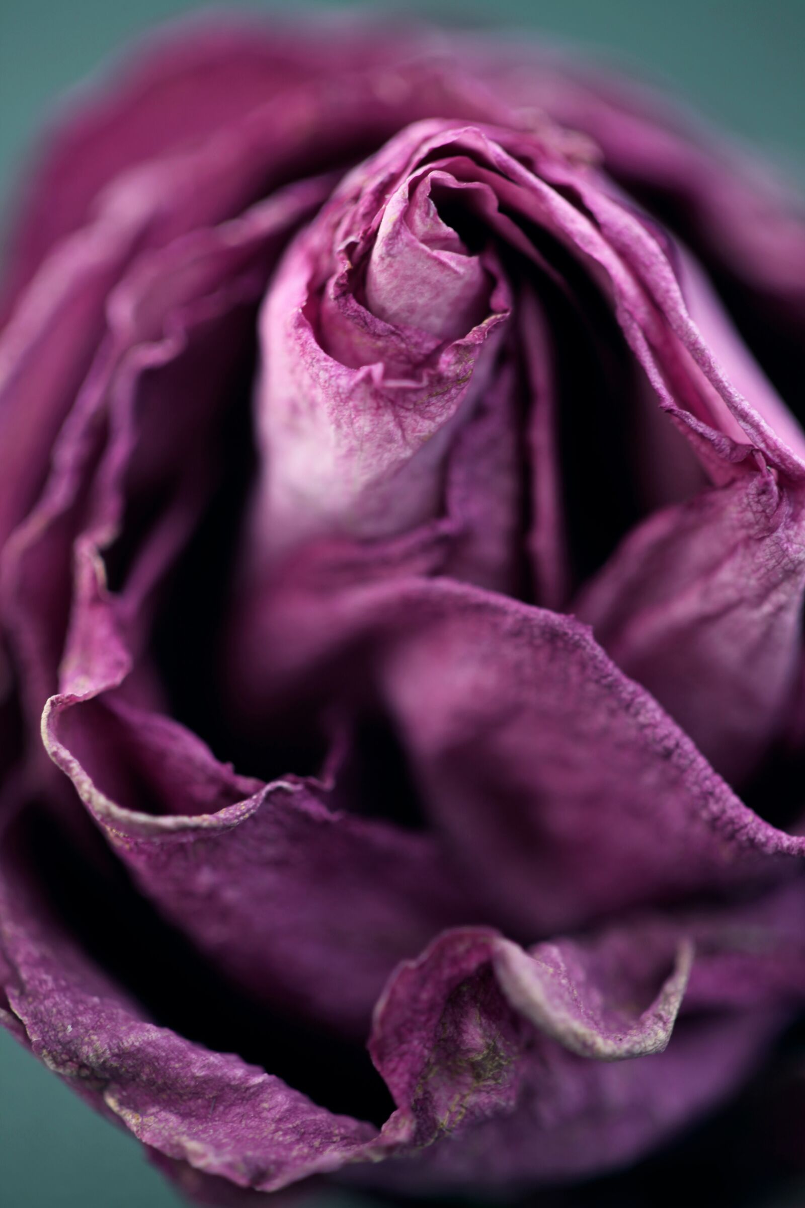 Canon EOS 5D Mark II sample photo. Macro, dry, faded photography