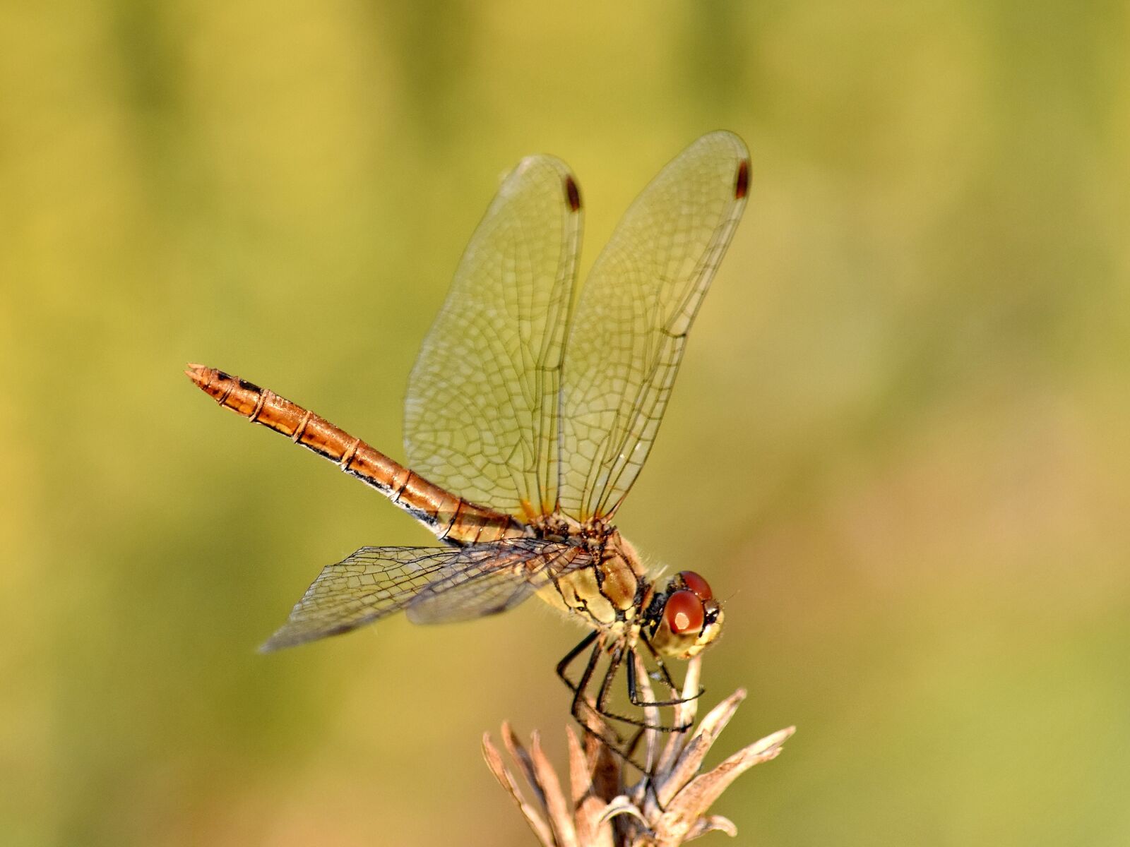 Nikon D5500 sample photo. Bug, close-up, lacewing, macro photography