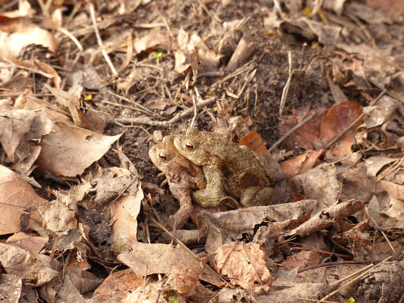 Panasonic Lumix DMC-FZ200 sample photo. Toads, toad migration, spring photography