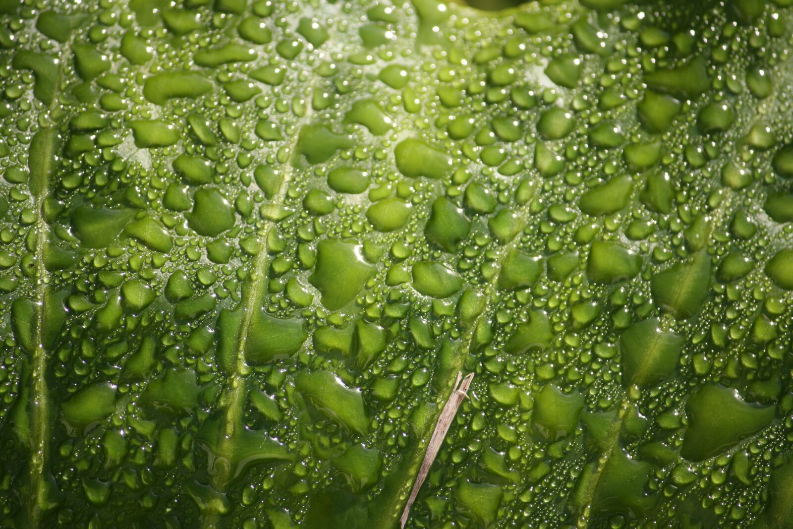 Canon EOS 1000D (EOS Digital Rebel XS / EOS Kiss F) sample photo. Rain drops, leaf, plant photography
