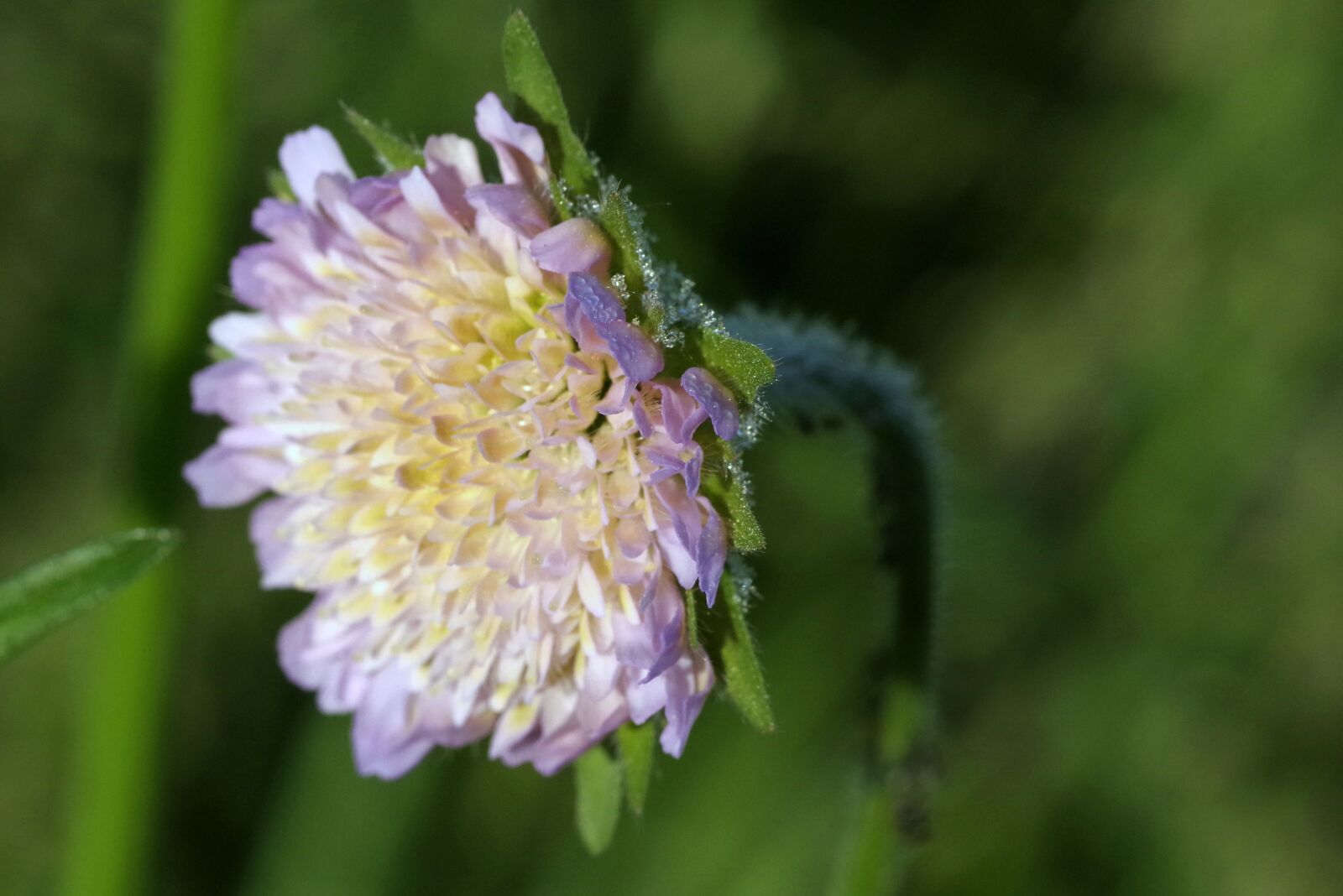 Pentax K-S2 sample photo. Flower, rosa, violet photography