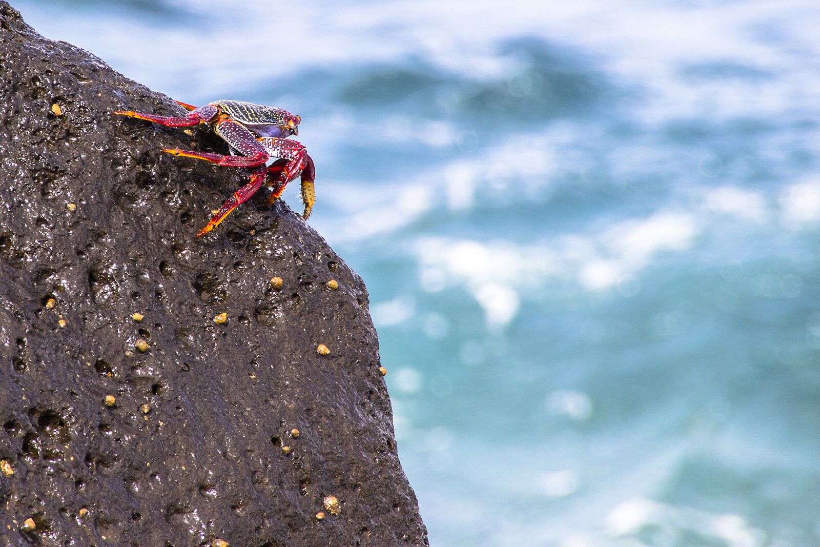 Canon EOS 700D (EOS Rebel T5i / EOS Kiss X7i) sample photo. Red cliff crab, crab photography