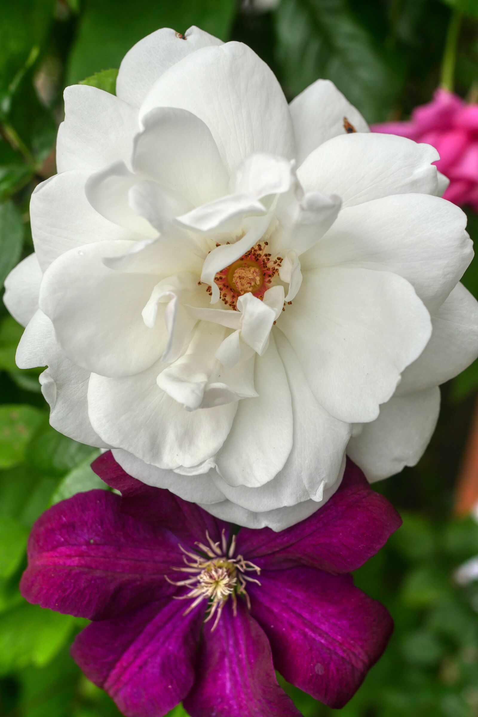 Panasonic Lumix DMC-GX8 sample photo. Rose, white, blossom photography