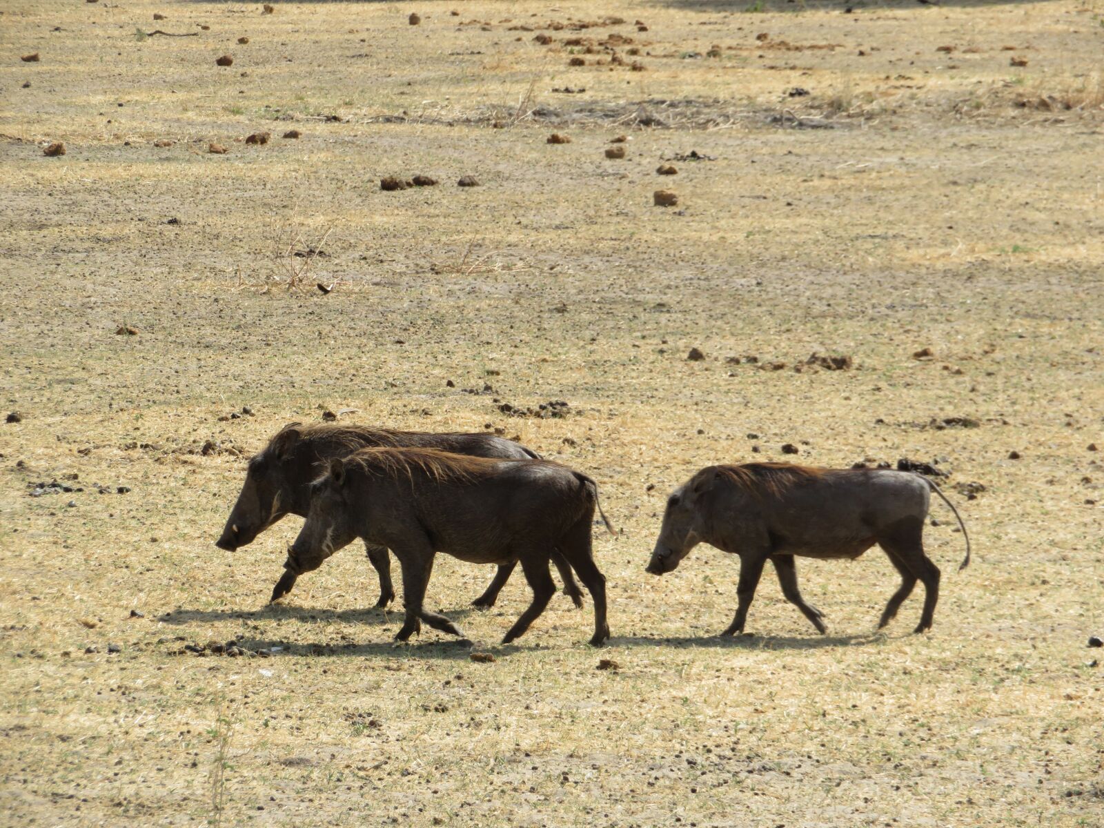 Canon PowerShot SX720 HS sample photo. Tanzania, animals, nature photography