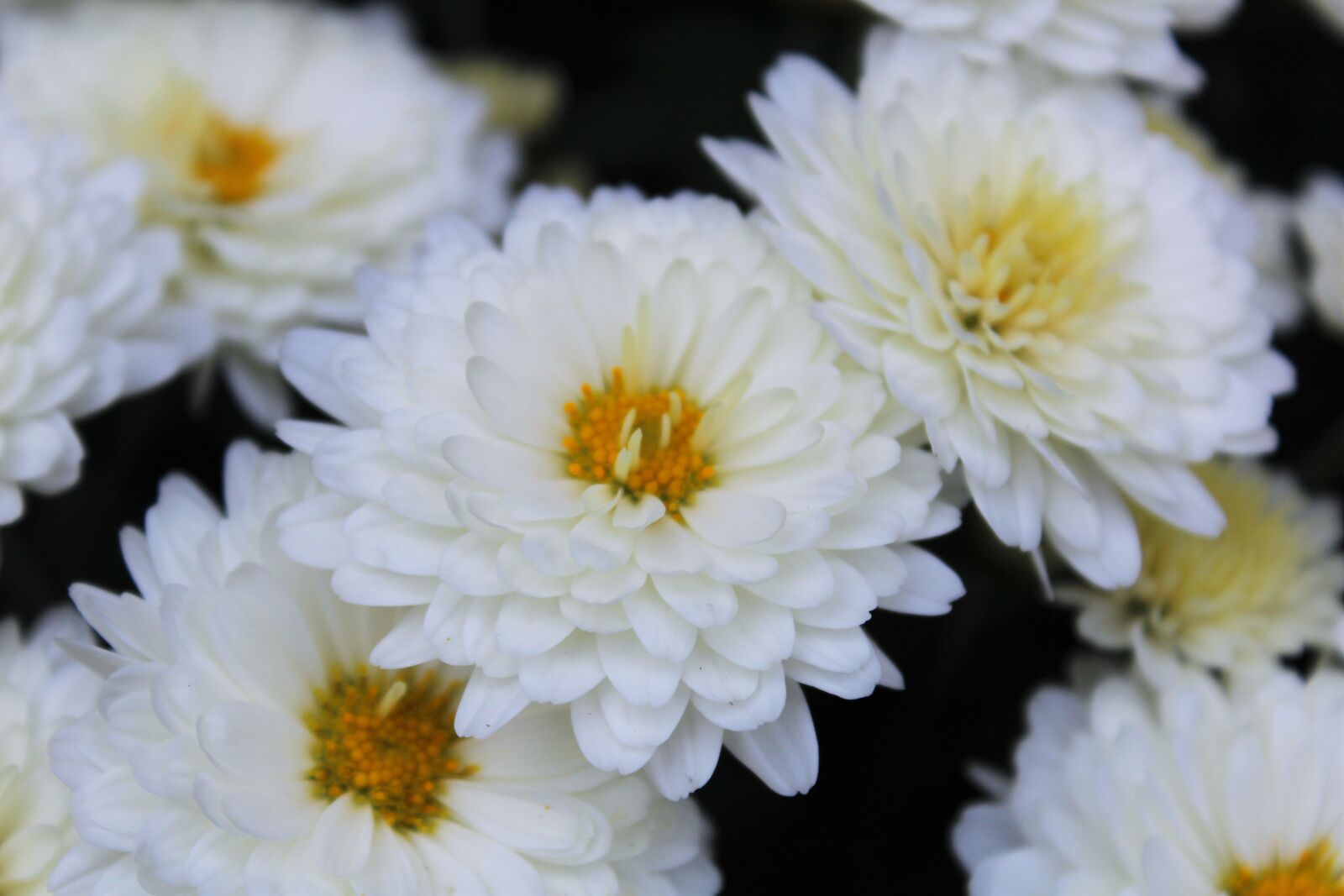 Canon EOS 1200D (EOS Rebel T5 / EOS Kiss X70 / EOS Hi) sample photo. Flowers, white, spring photography