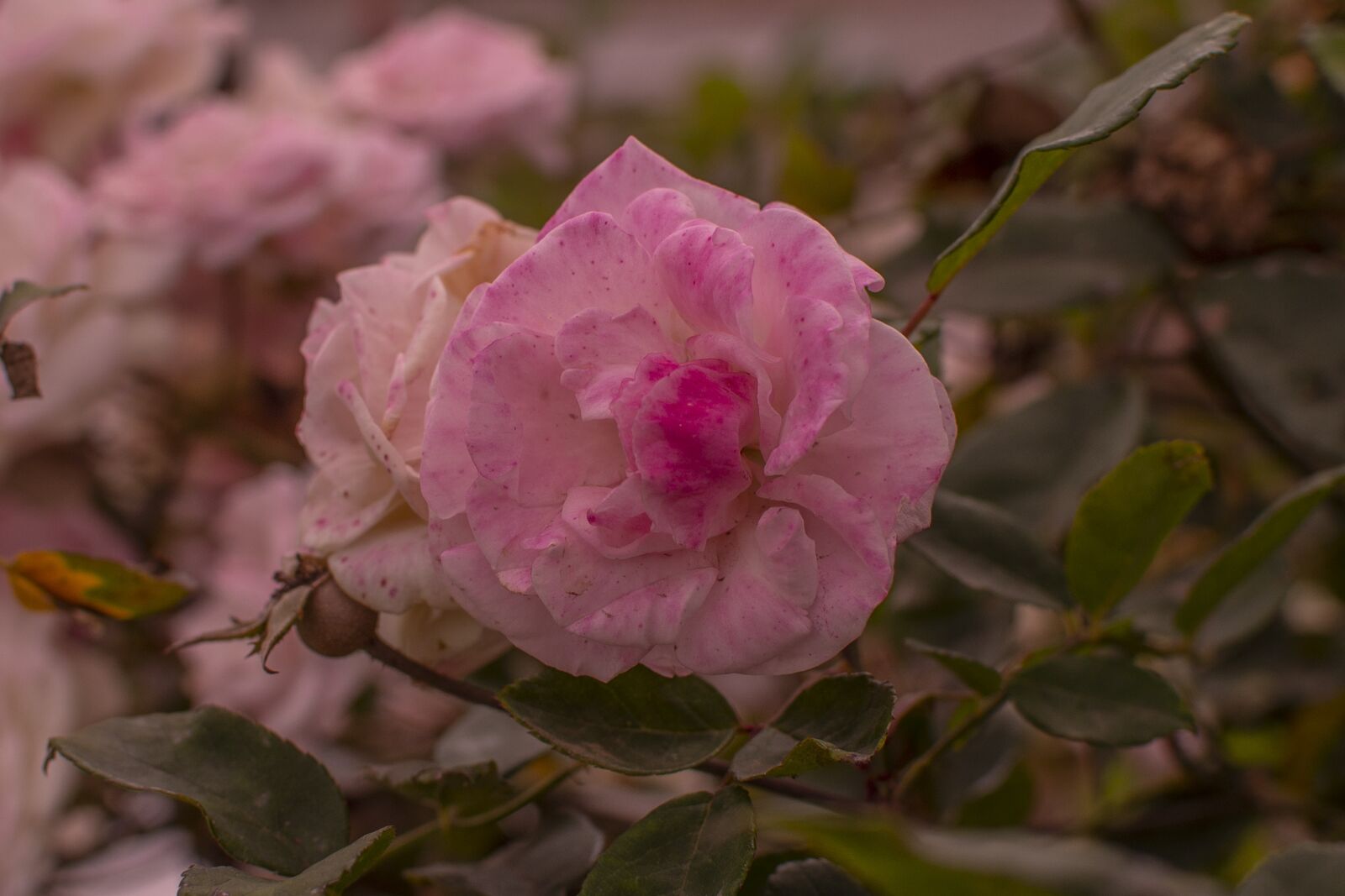 Nikon D600 sample photo. Rosa, flower, nature photography