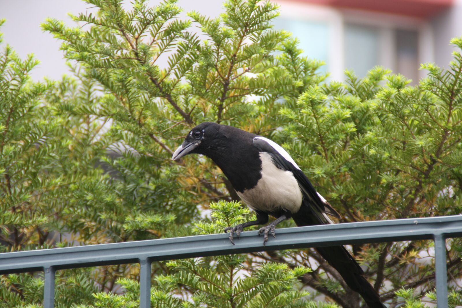 Canon EOS 40D sample photo. Magpie, new, feather photography