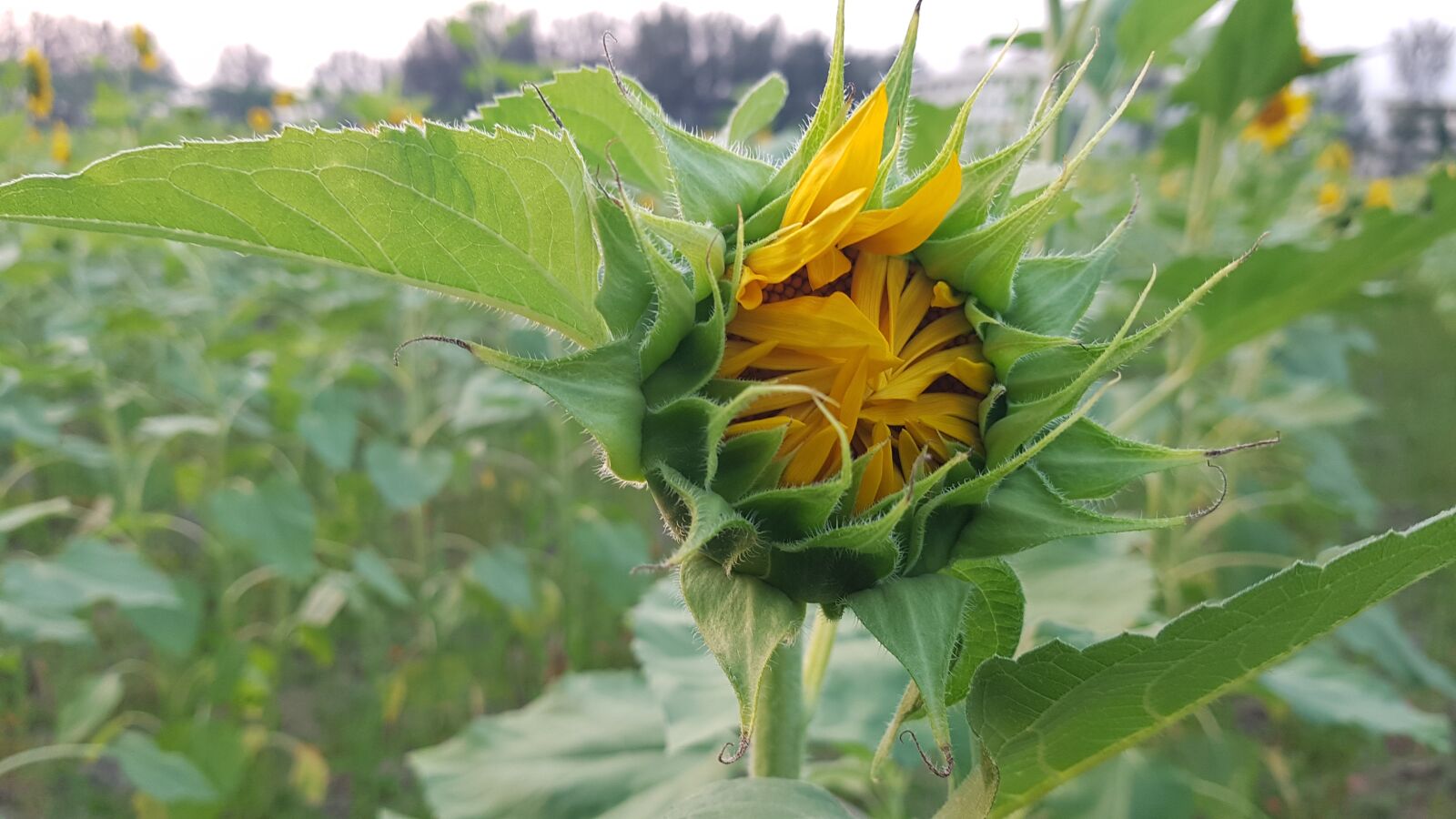 Samsung Galaxy Note Fan Edition sample photo. Sunflower, flower, bloom photography