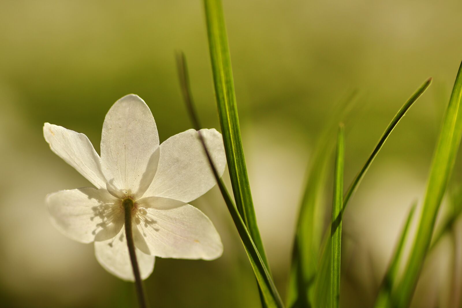 Tamron SP 90mm F2.8 Di VC USD 1:1 Macro sample photo. Anemone, flower, spring photography