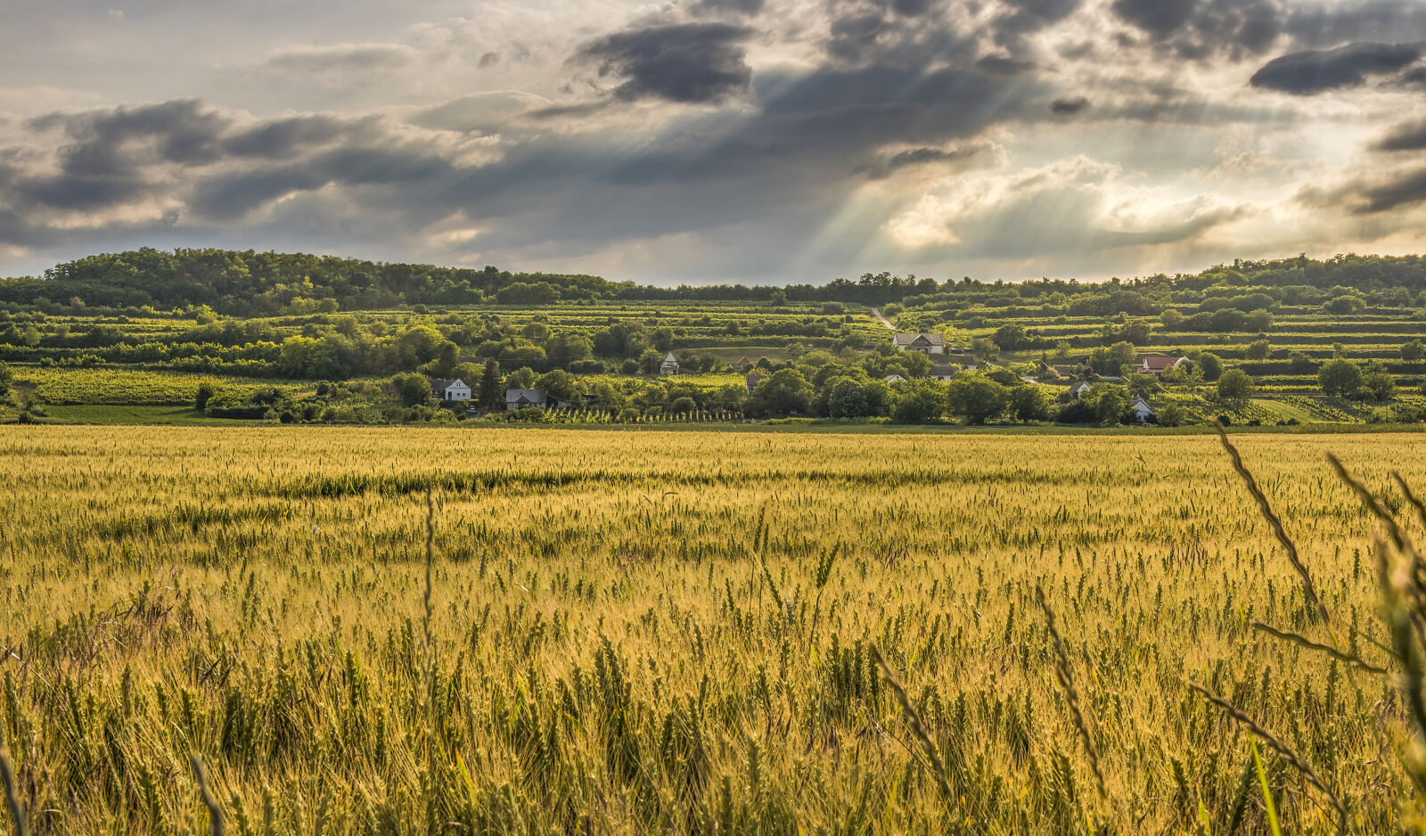 Canon EOS 750D (EOS Rebel T6i / EOS Kiss X8i) + Sigma 17-50mm F2.8 EX DC OS HSM sample photo. Agriculture, cereal, clouds, countryside photography