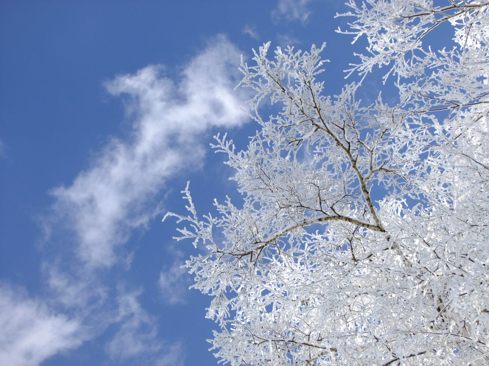 FujiFilm FinePix S200EXR (FinePix S205EXR) sample photo. Winter, birch, tree photography