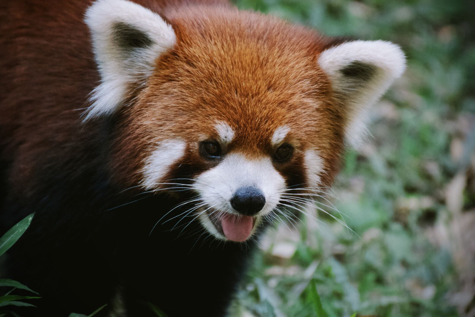 Canon EOS 550D (EOS Rebel T2i / EOS Kiss X4) sample photo. Red panda, bear, cute photography