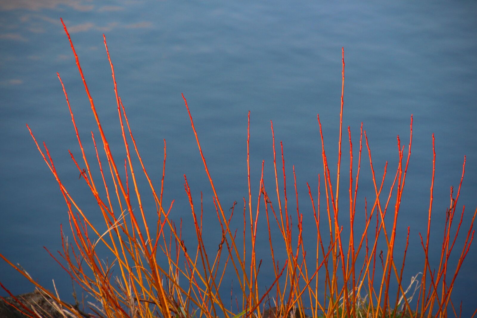 Canon EOS 700D (EOS Rebel T5i / EOS Kiss X7i) sample photo. Water, reed, bank photography