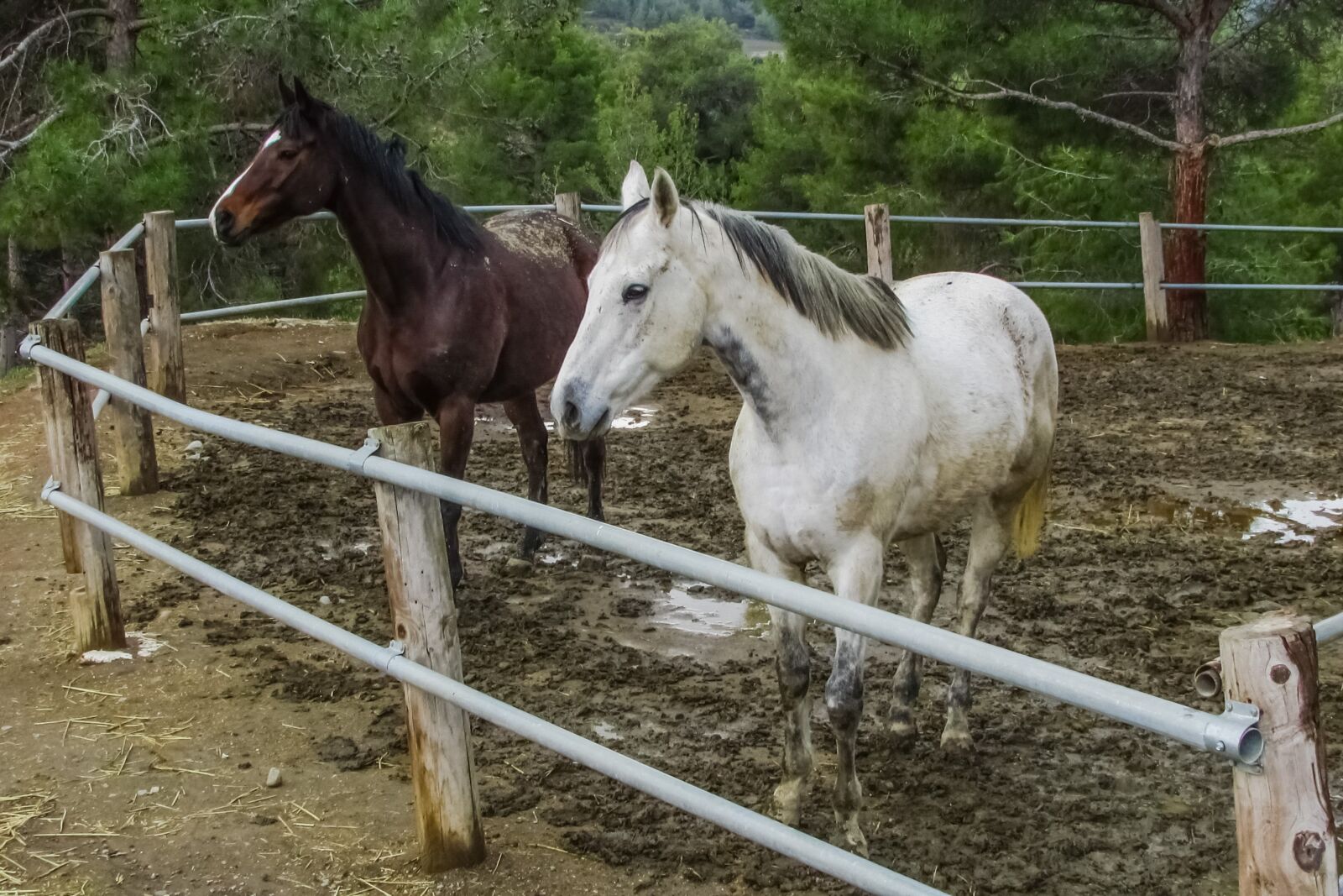 Canon PowerShot SX400 IS sample photo. Horses, farm, animal photography