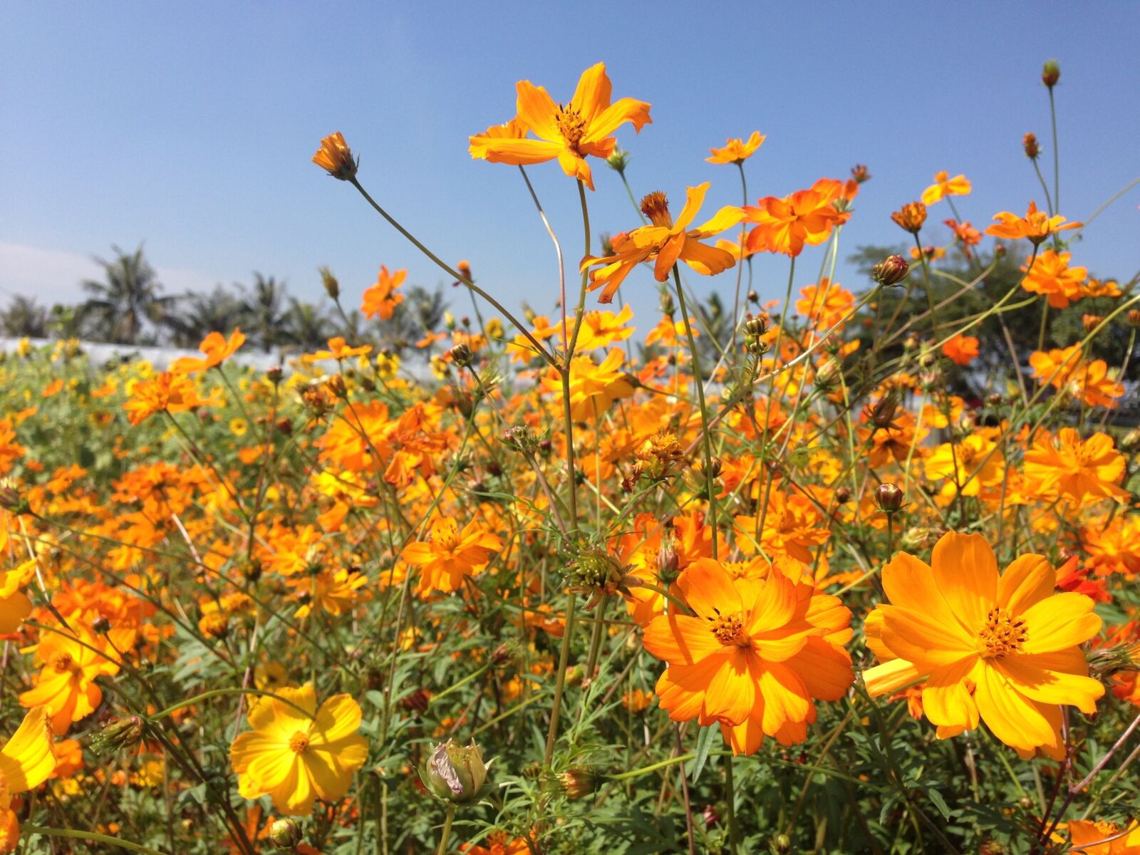 iPhone 5 back camera 4.12mm f/2.4 sample photo. Plant, flower, orange photography