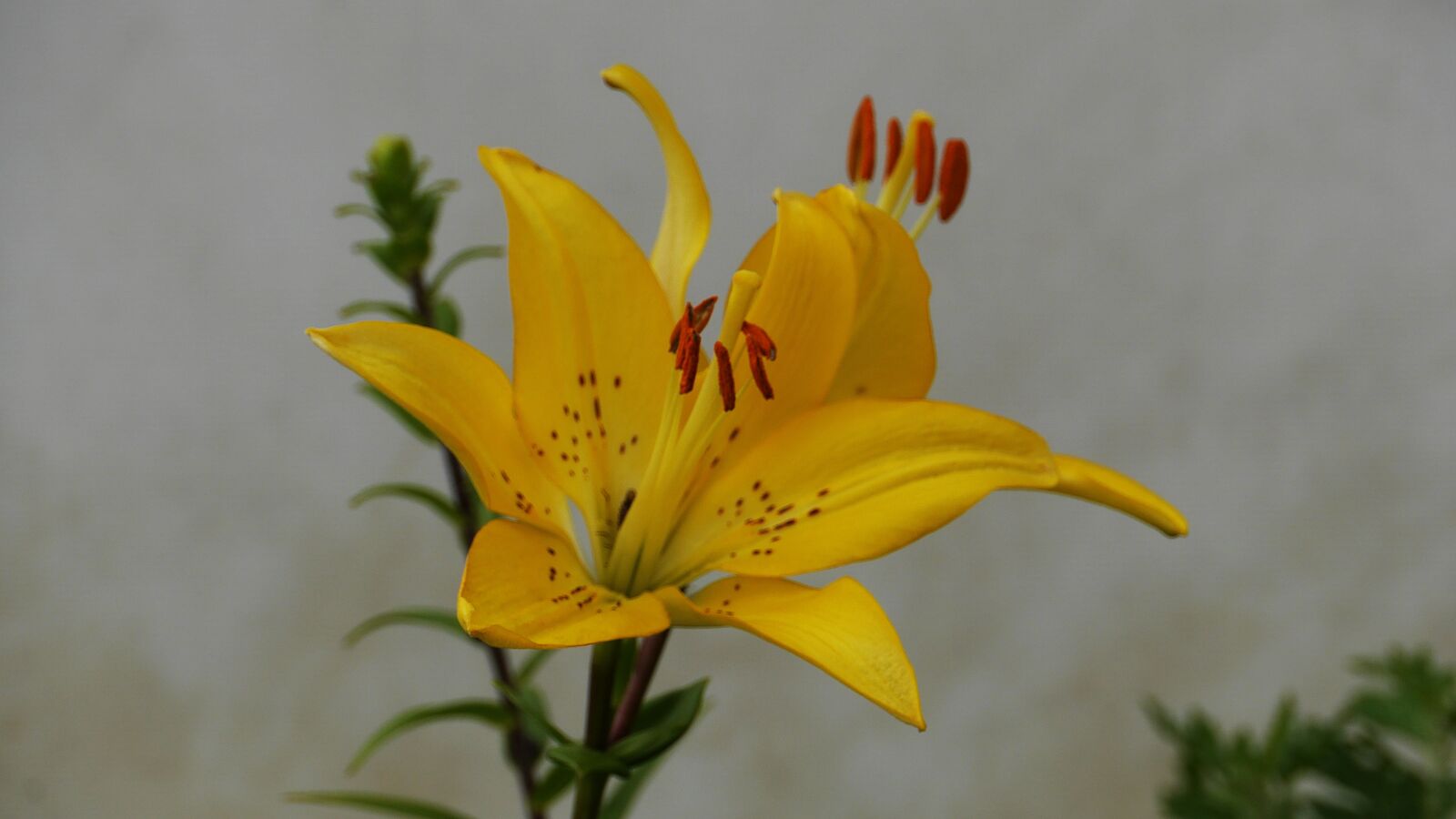 Panasonic Lumix DMC-GH3 sample photo. Yellow, plants, nature photography
