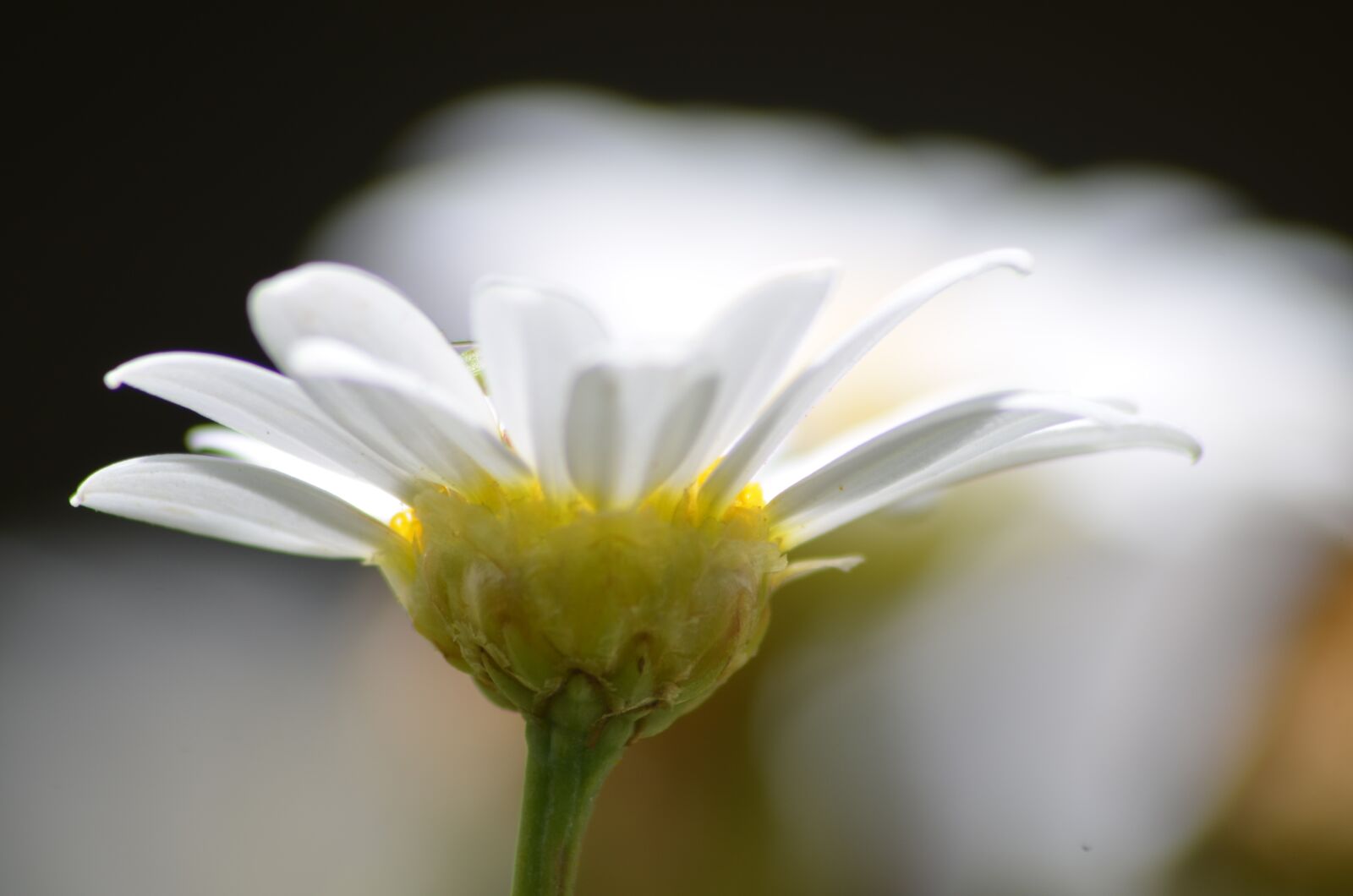 Nikon D5100 sample photo. Marguerite, flower, spring photography