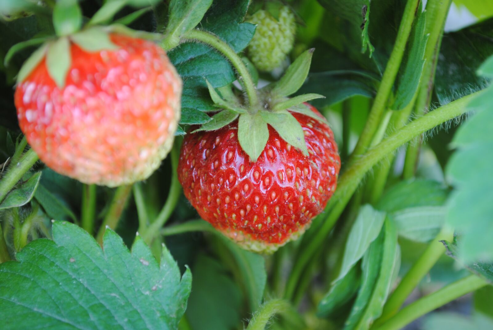 Nikon D3000 sample photo. Strawberry, green, plant photography