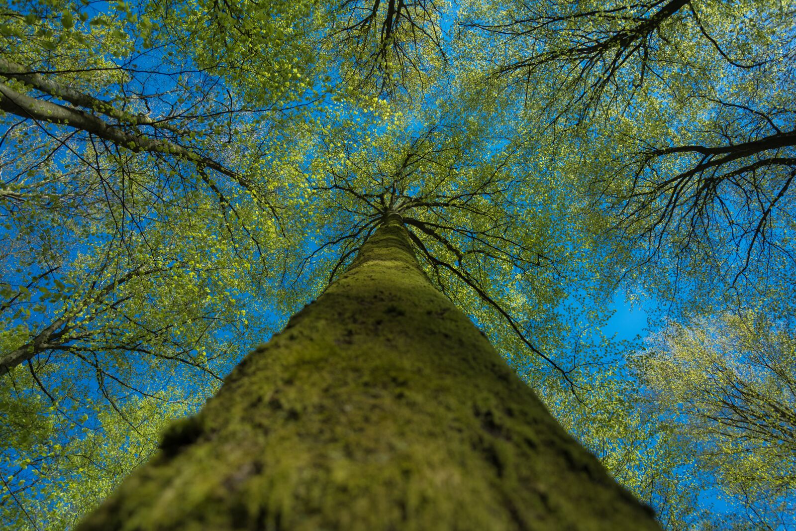 Nikon D5200 sample photo. Nature, trees, leaves photography