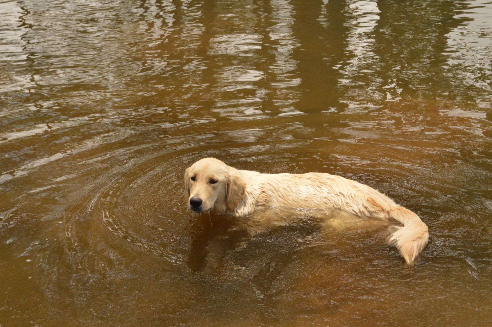 Nikon D3200 sample photo. Dog, labrador dog, animal photography