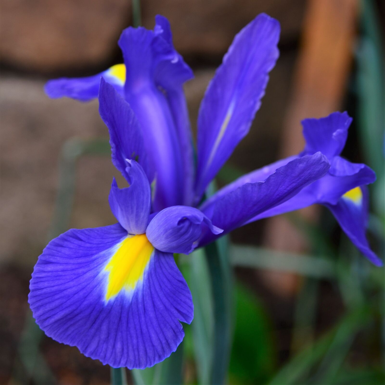 Nikon D7000 sample photo. Iris, blue, blue magic photography