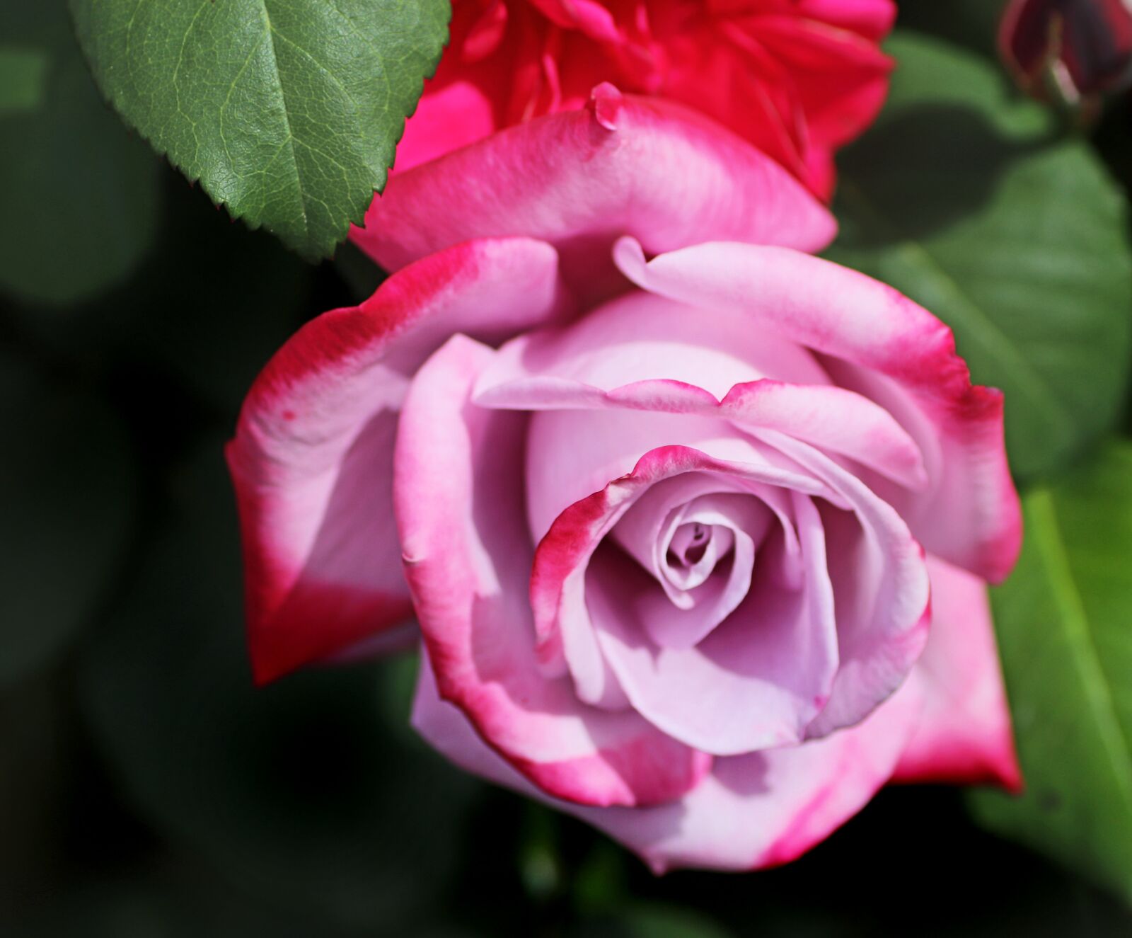 Tamron SP 90mm F2.8 Di VC USD 1:1 Macro sample photo. Flower, rose, mauve photography