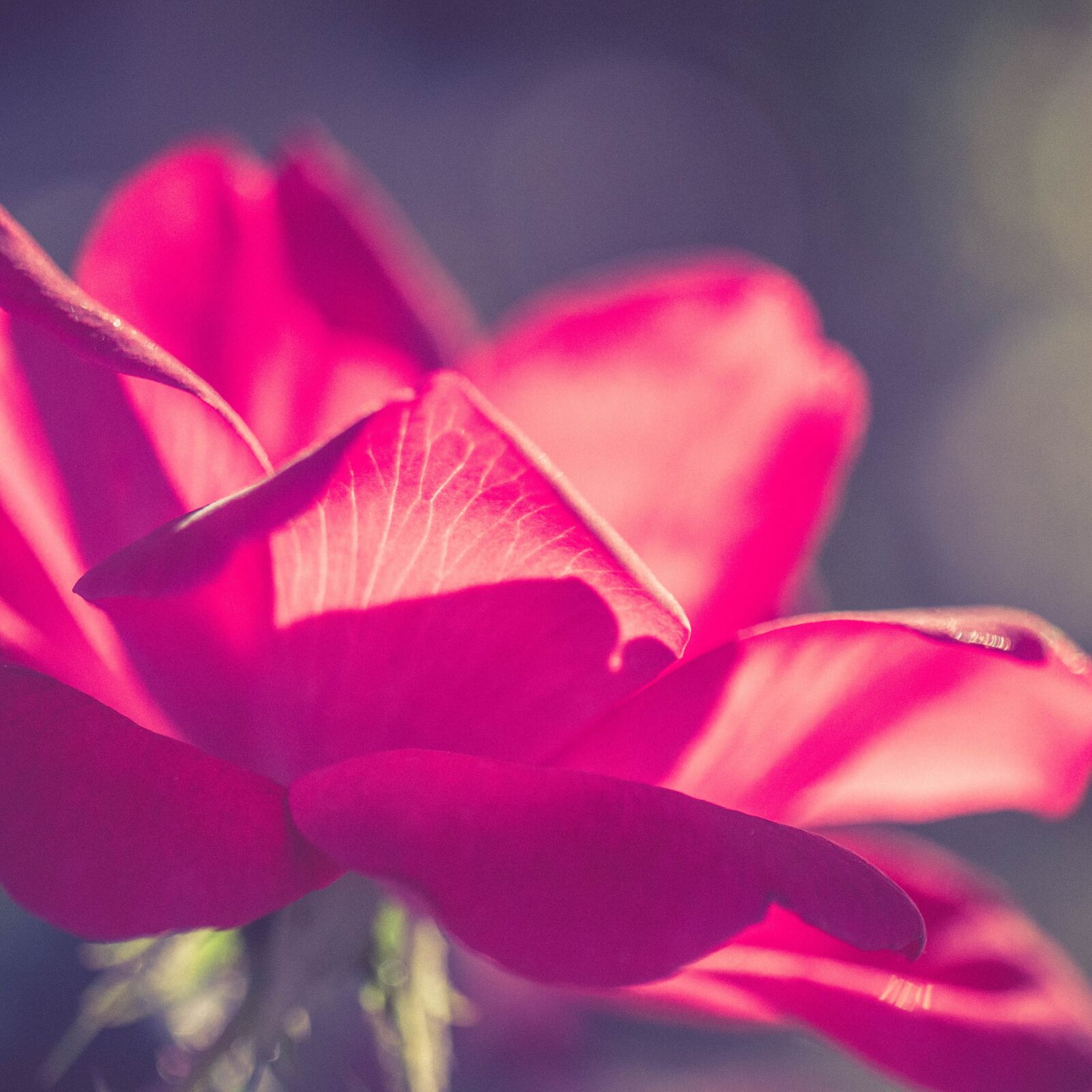 Panasonic Leica DG Macro-Elmarit 45mm F2.8 ASPH OIS sample photo. Beautiful, beautiful flowers, flower photography