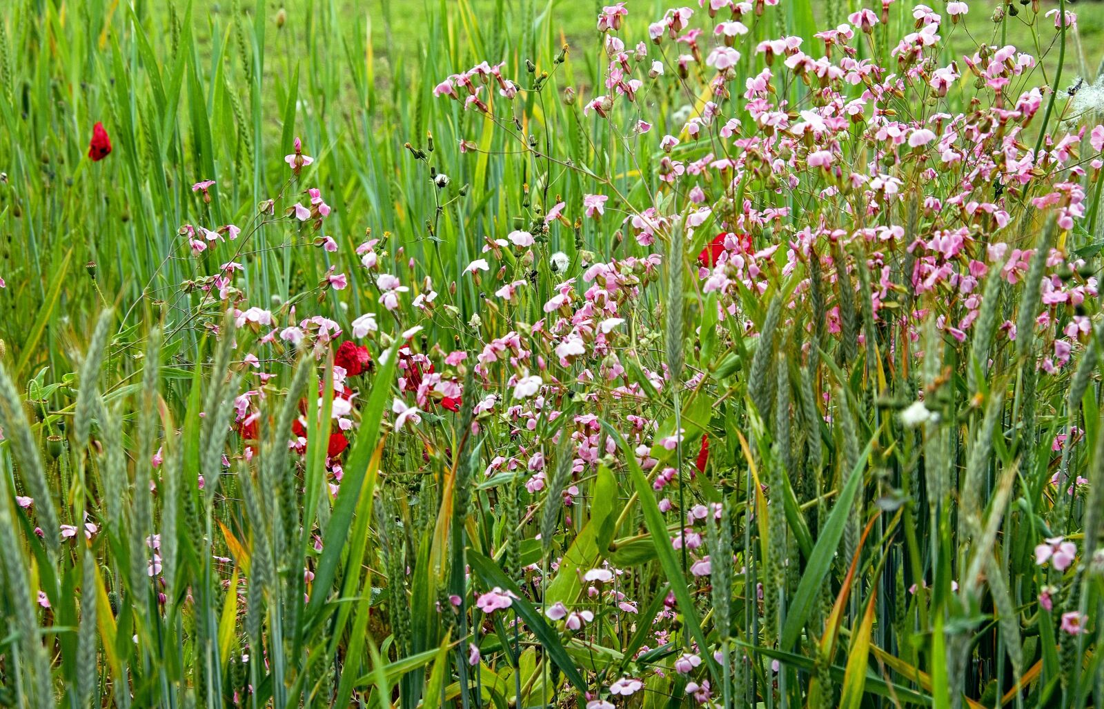 Fujifilm X-T10 sample photo. Summer meadow, summer, summer photography