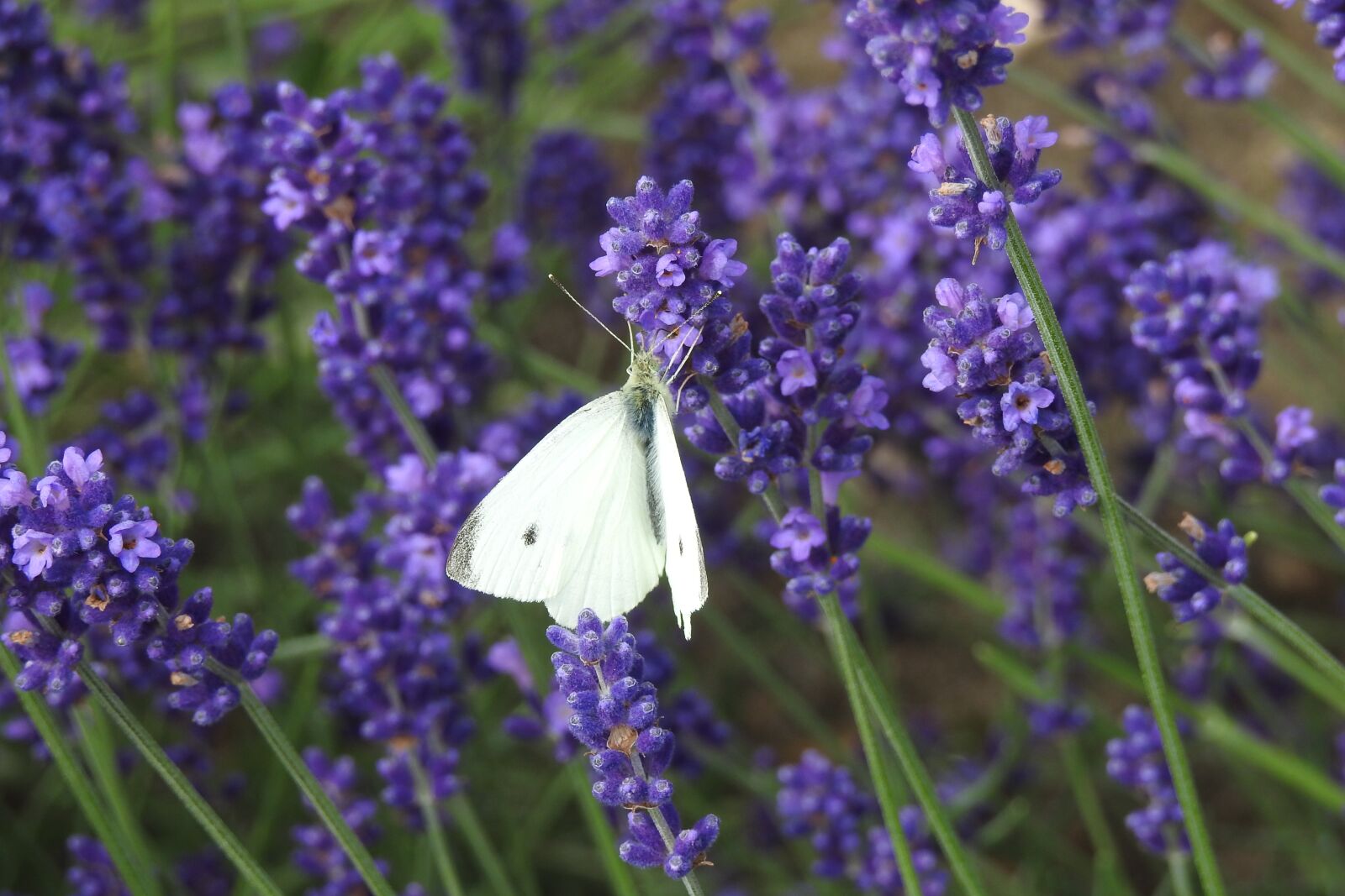 Nikon Coolpix P900 sample photo. Lavender, butterfly, macro photography