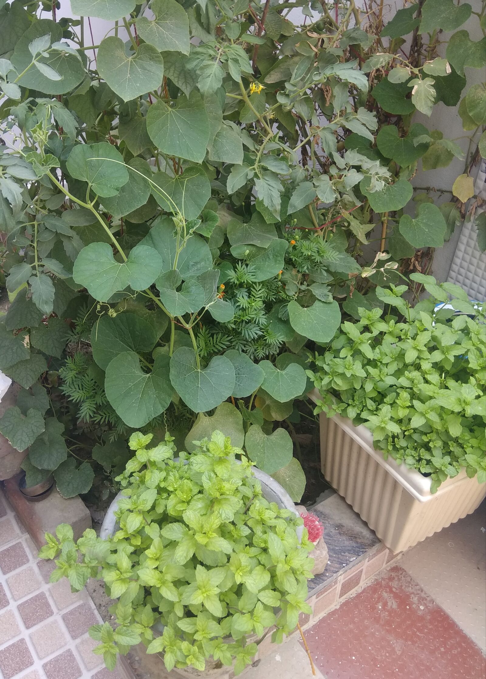 Xiaomi Redmi Note 4 sample photo. Home, garden, green photography